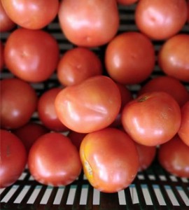 Tomatoes / Kg