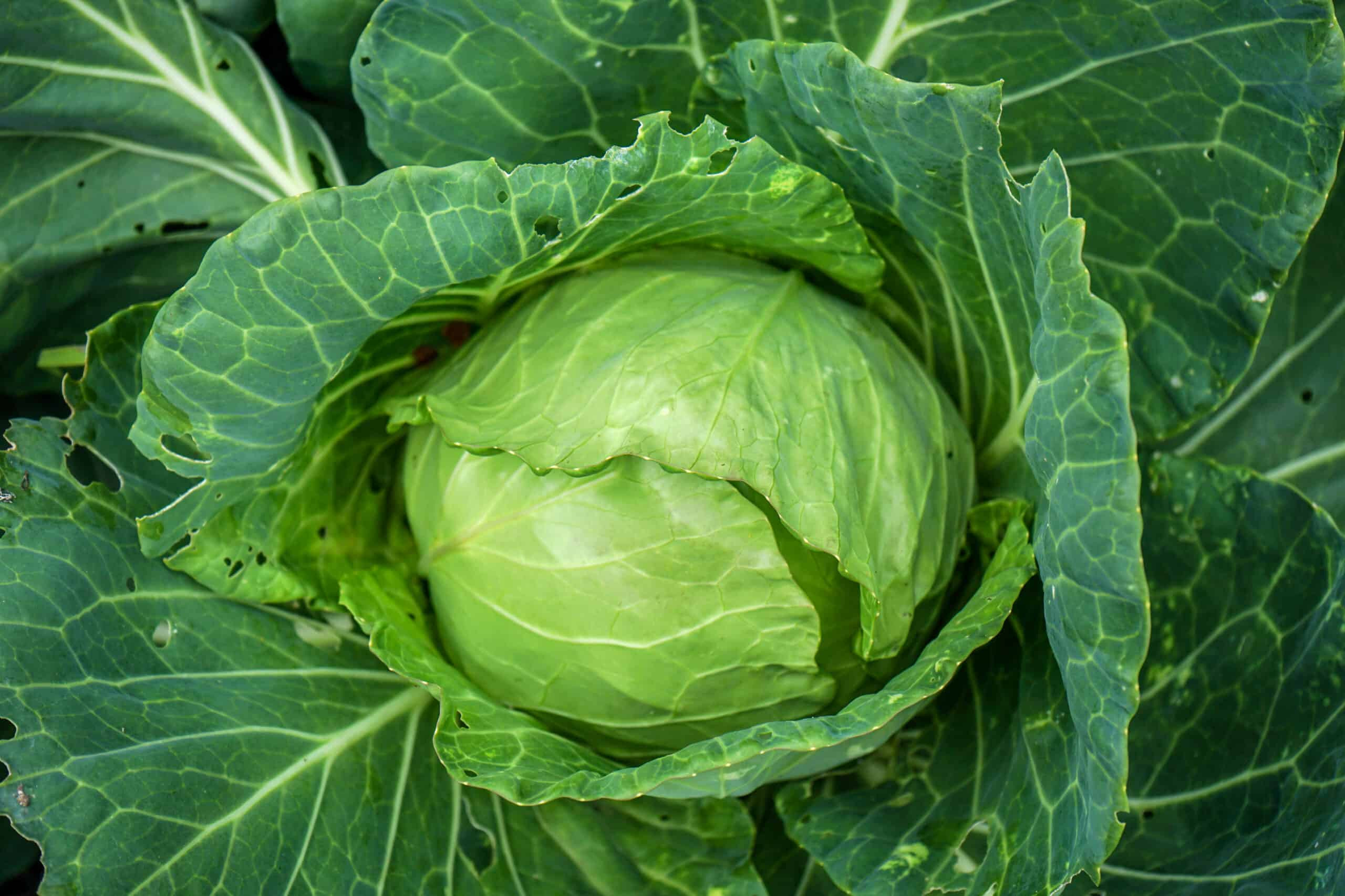 Cabbage / Head